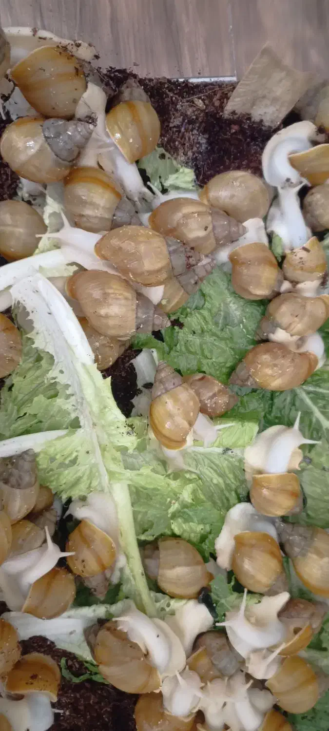 حلزون آچاتینا|خزنده|هشتگرد, فاز ۱ مهستان|دیوار