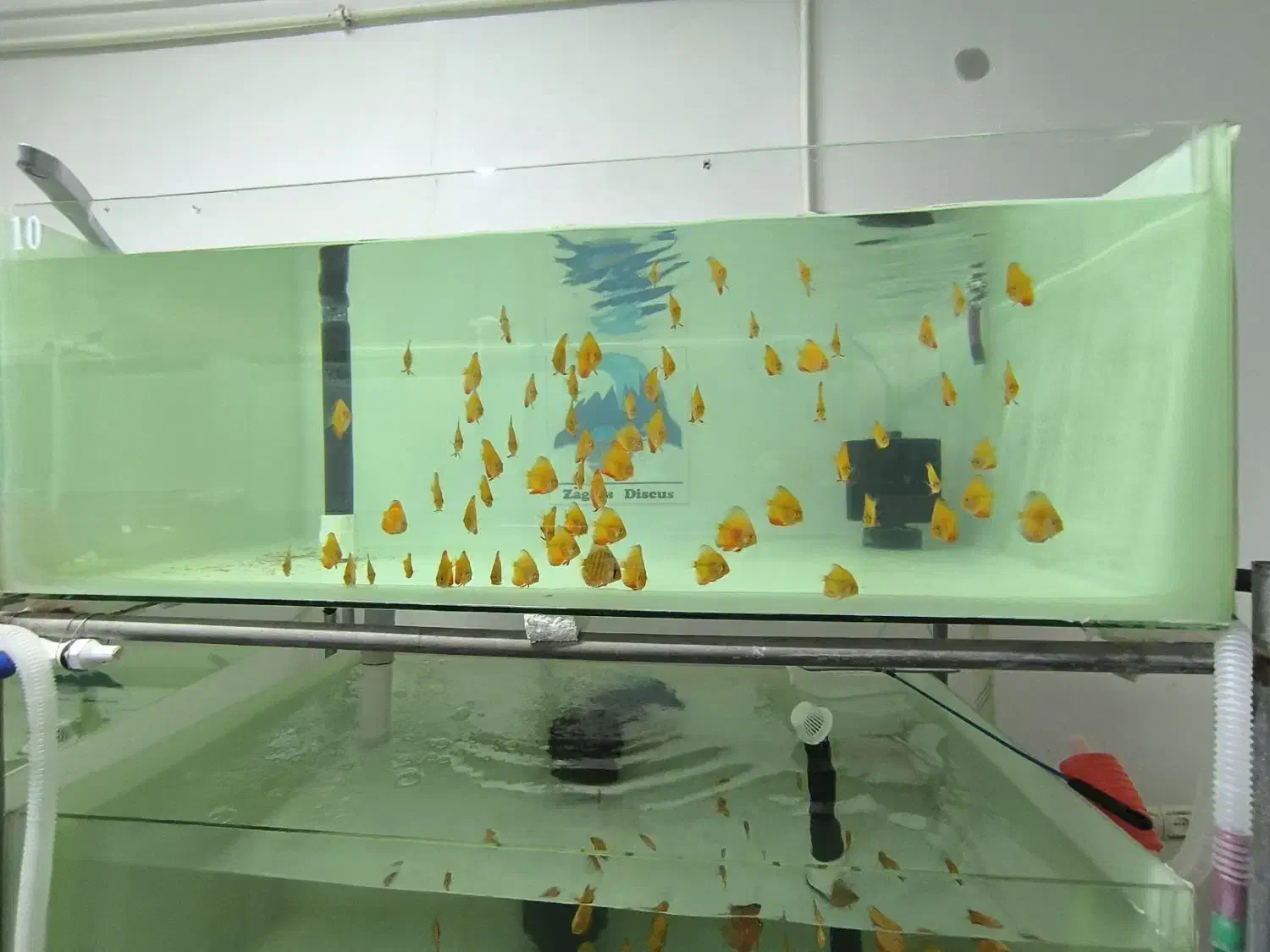 سالن پرورش دیسکس|ماهی|اسلام‌‌آباد غرب, |دیوار