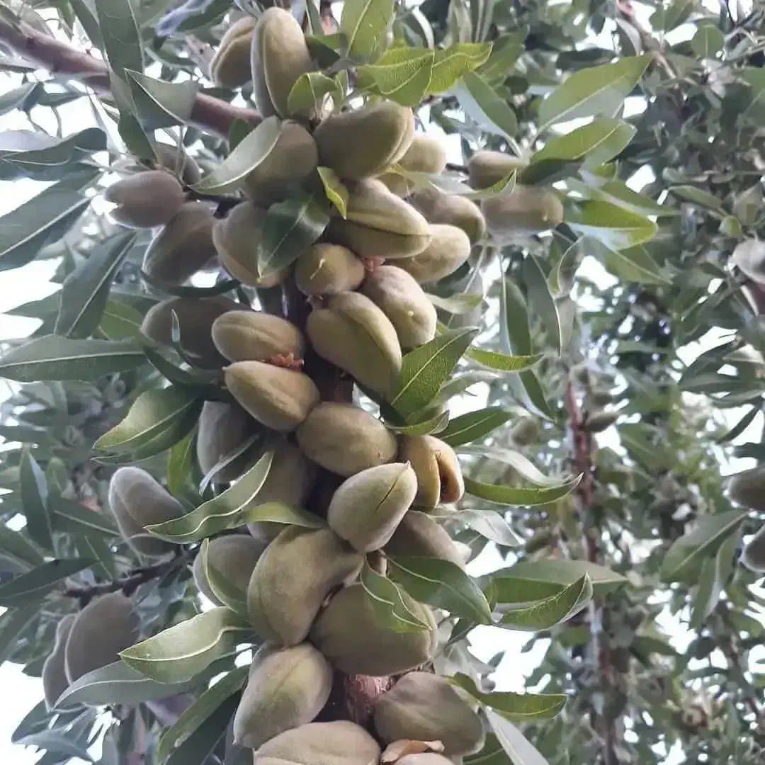 پیش فروش نهال پربار و زودبازده|خدمات باغبانی و درختکاری|قزوین, |دیوار