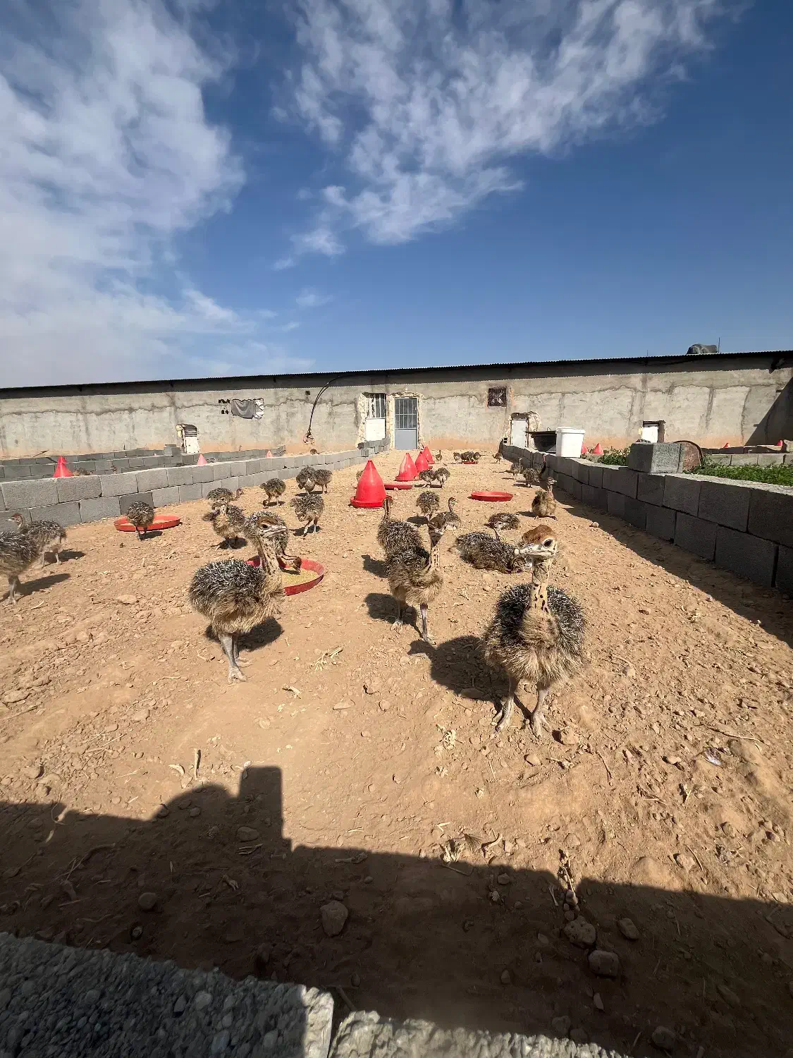 جوجه شترمرغ|حیوانات مزرعه|مشهد, تبادکان|دیوار