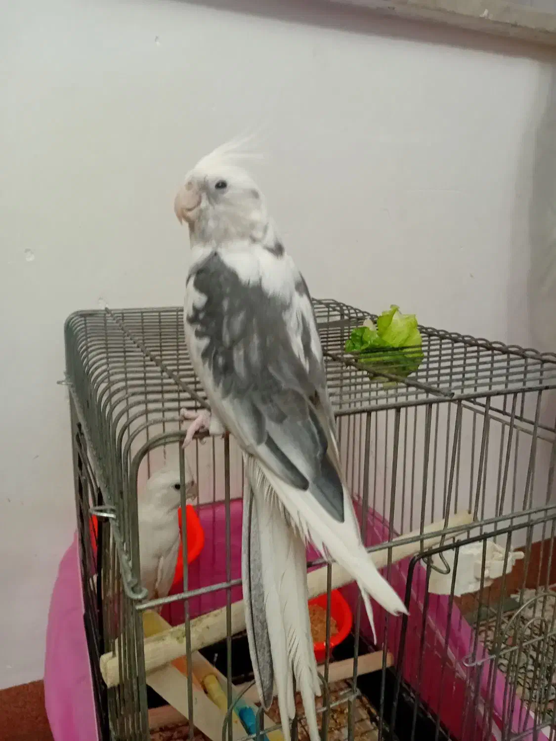 عروس هلندی البینو|پرنده|رشت, حمیدیان|دیوار