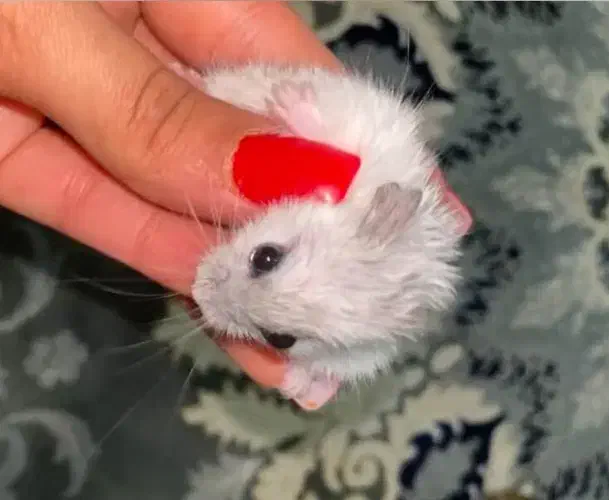 همستر سالم|موش و خرگوش|پرند, فاز ۵|دیوار