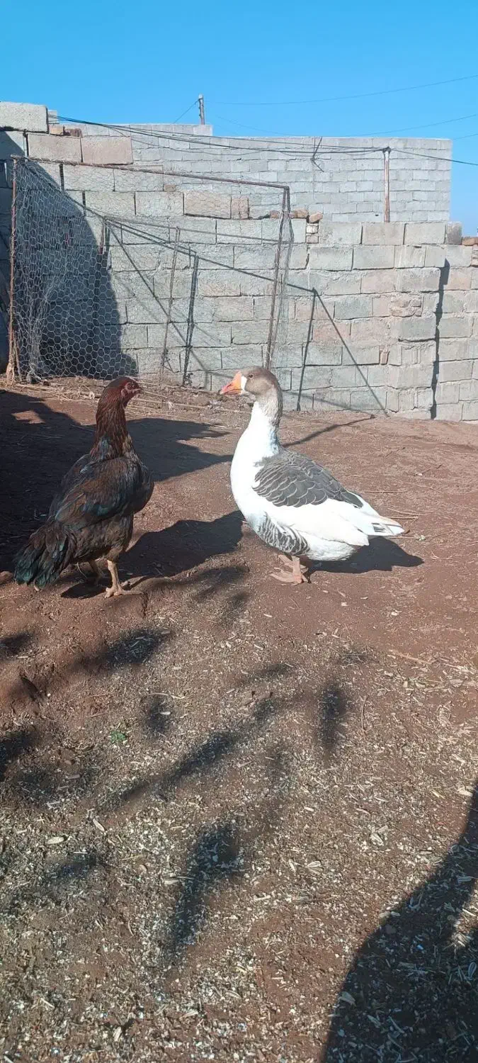 حیوان سالم|حیوانات مزرعه|خوی, |دیوار