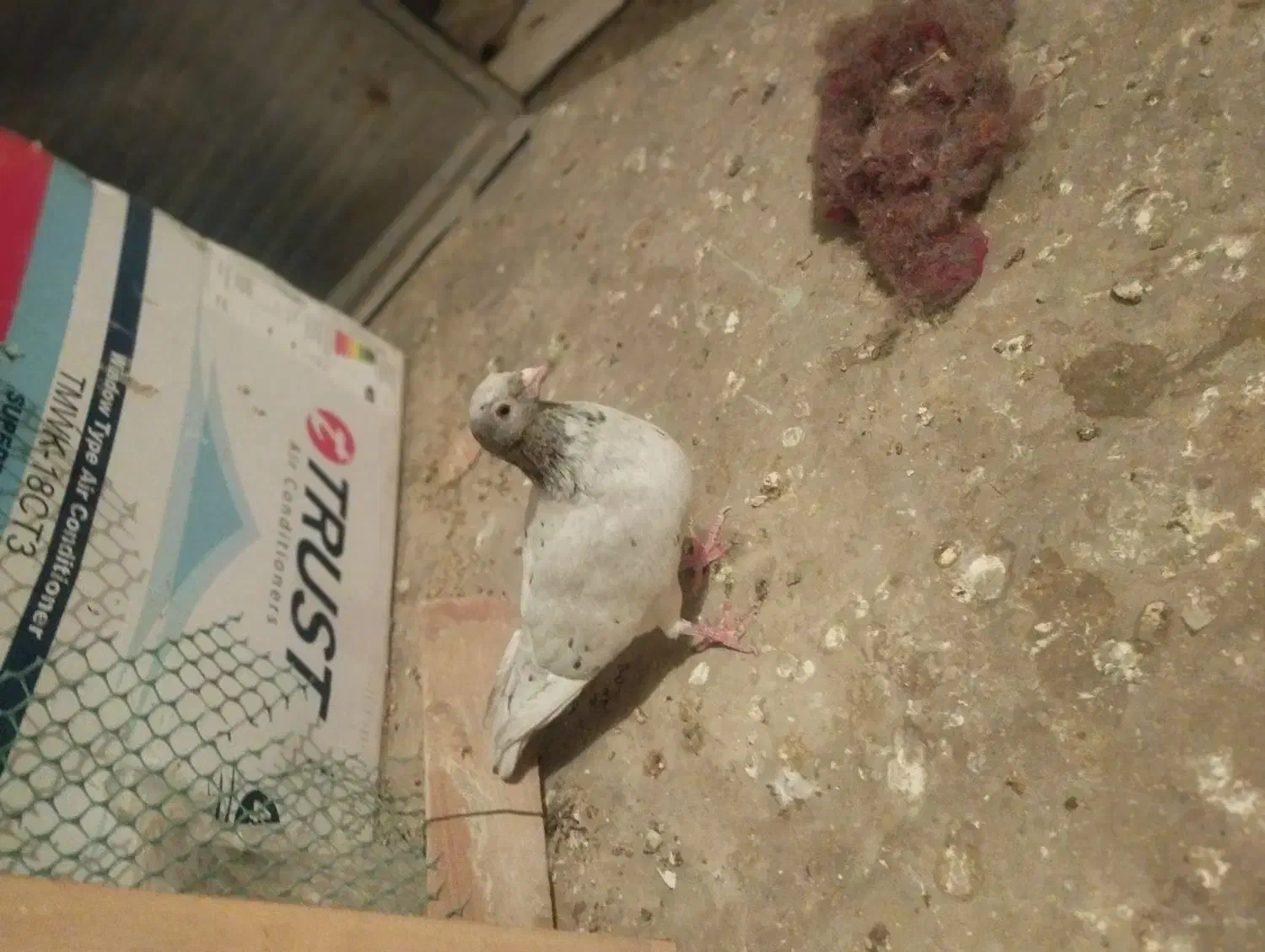 کوهی دورگ دوجفت|پرنده|فولادشهر, فولادشهر|دیوار