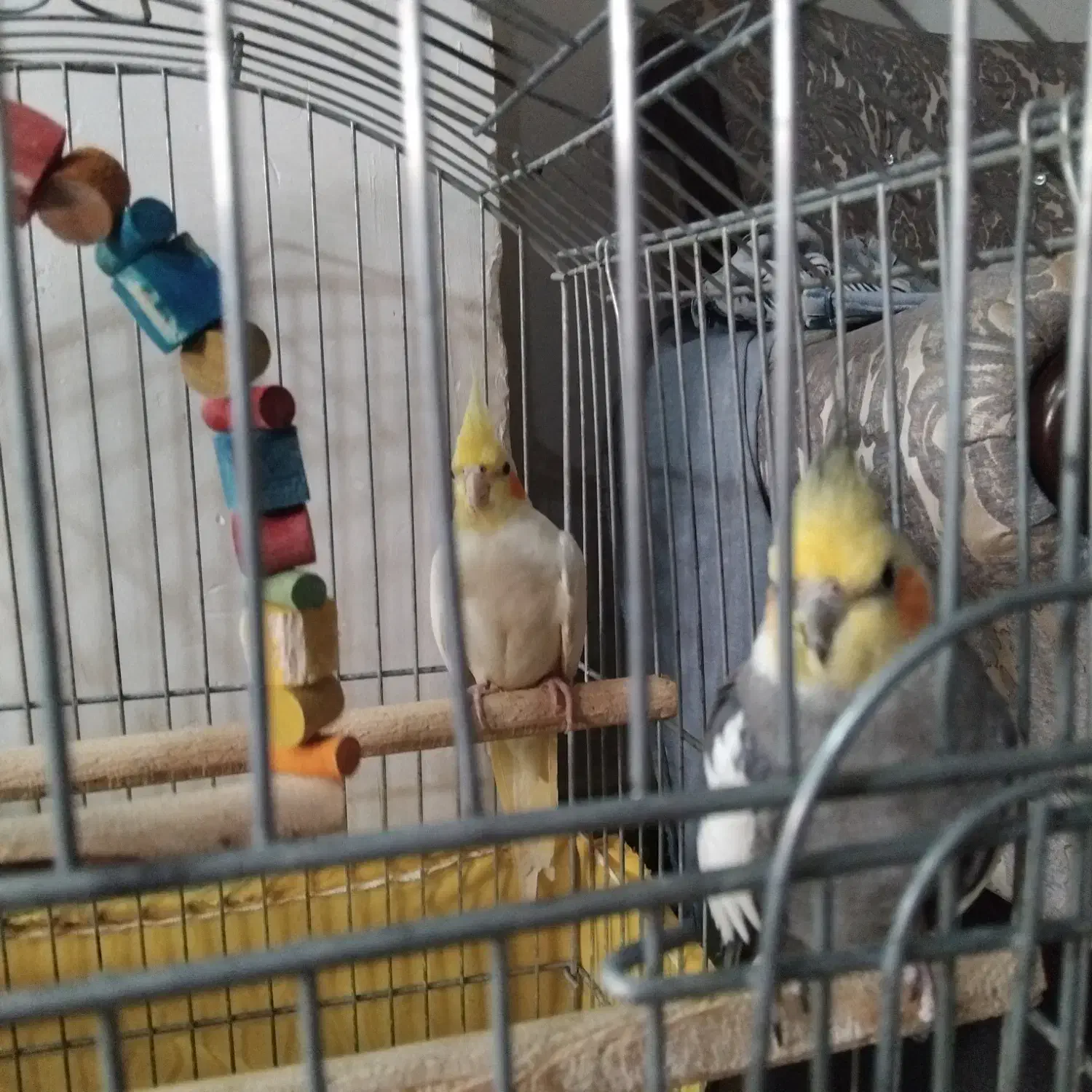 عروس هلندی یک جفت|پرنده|رزن, |دیوار