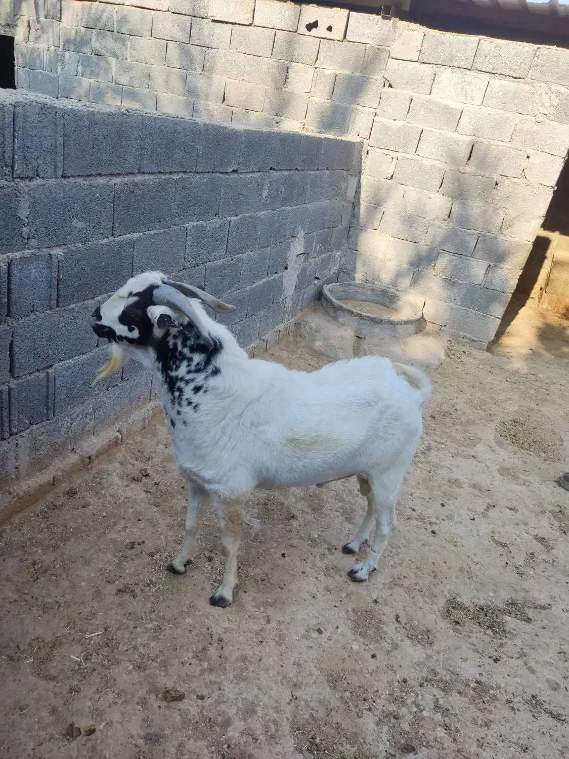 پازن سومالی دو ساله|حیوانات مزرعه|لامرد, |دیوار