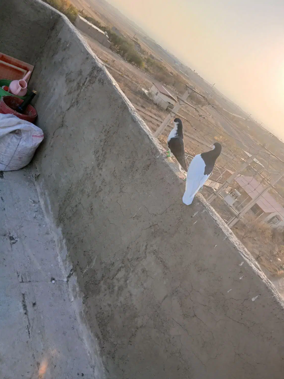 کفتر خوشرنگ|پرنده|قزوین, |دیوار