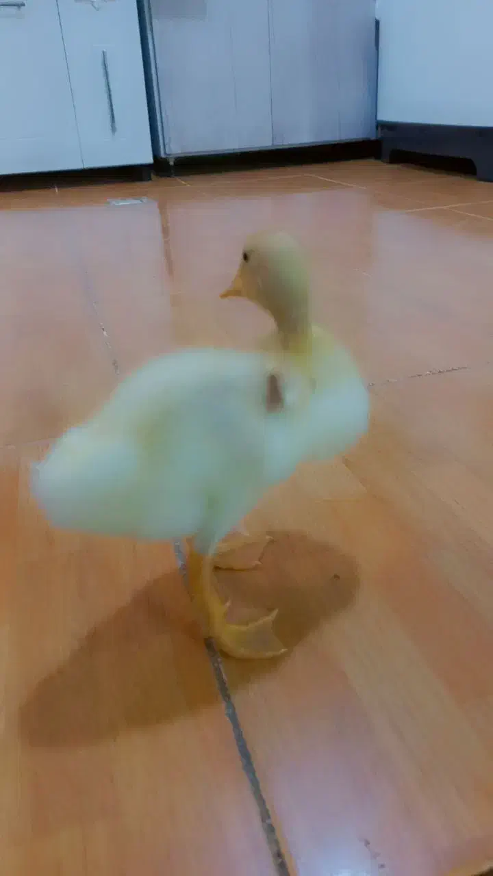 شوش|مبلمان خانگی و میز عسلی|شوش, |دیوار