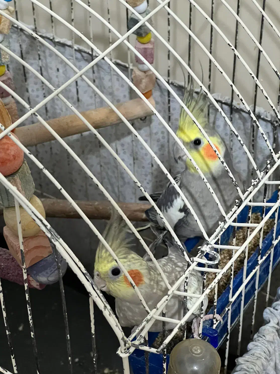 دو عدد عروس هلندی با قفس|پرنده|آمل, |دیوار