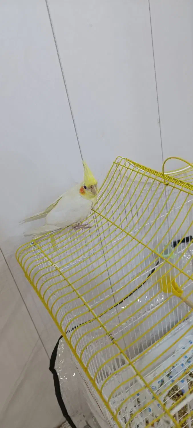 عروس هلندی لوتینو با قفس|پرنده|هندیجان, |دیوار