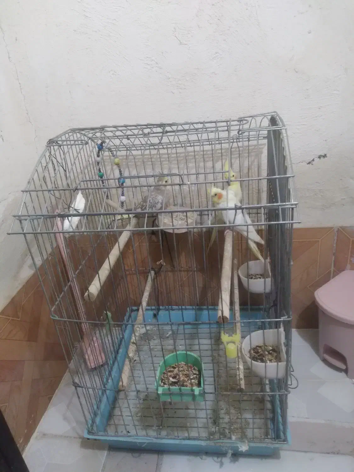 عروس هلندی|پرنده|اردبیل, |دیوار