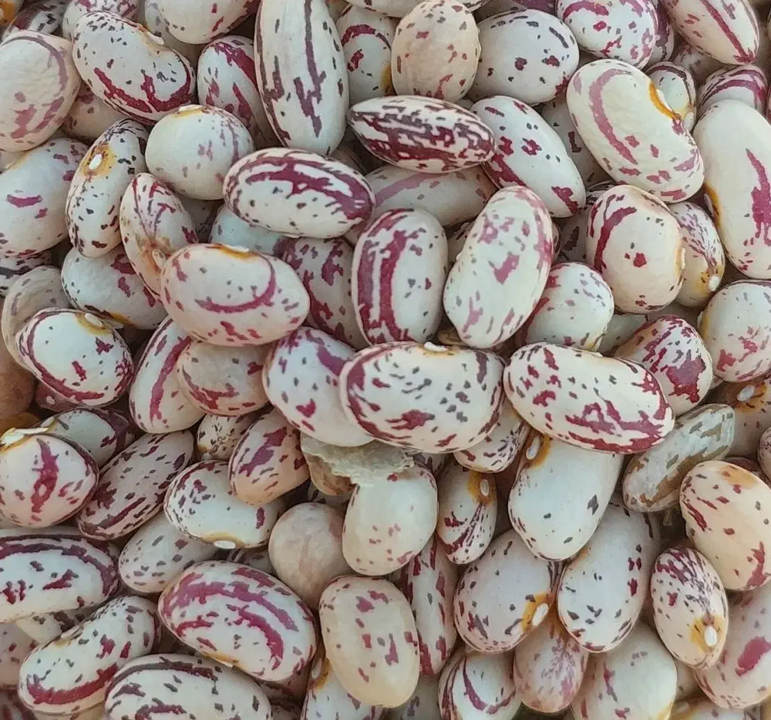 لوبیا چیتی نمونه|خوردنی و آشامیدنی|فارسان, |دیوار