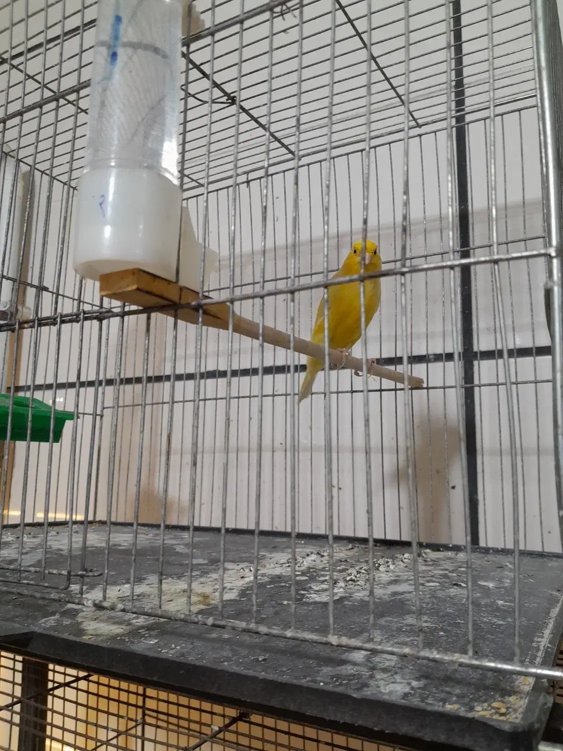 قناری پرتقالی|پرنده|محمدیه-قزوین, |دیوار