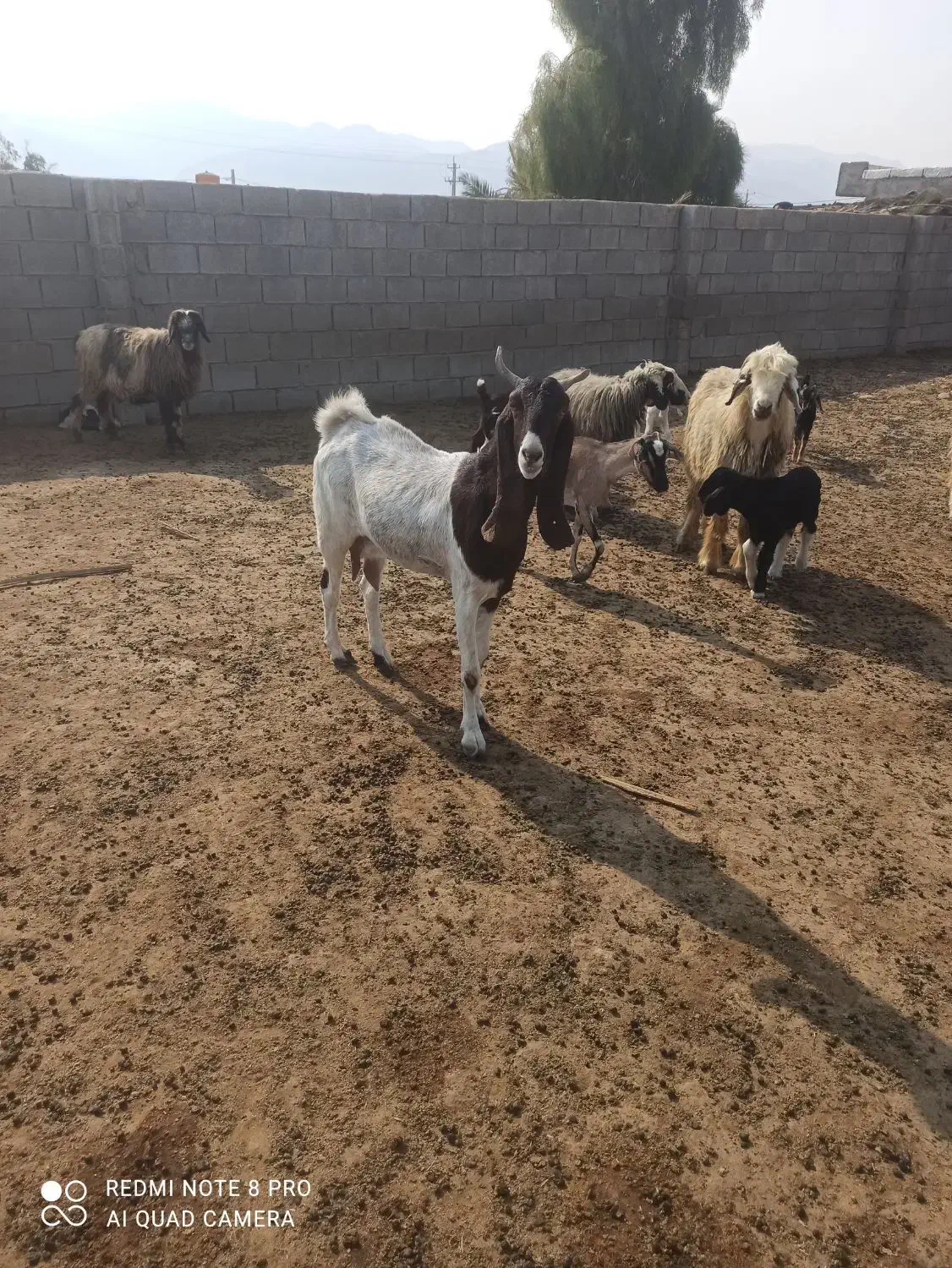 بز سالم آبستن سه ماه|حیوانات مزرعه|بوشکان, |دیوار