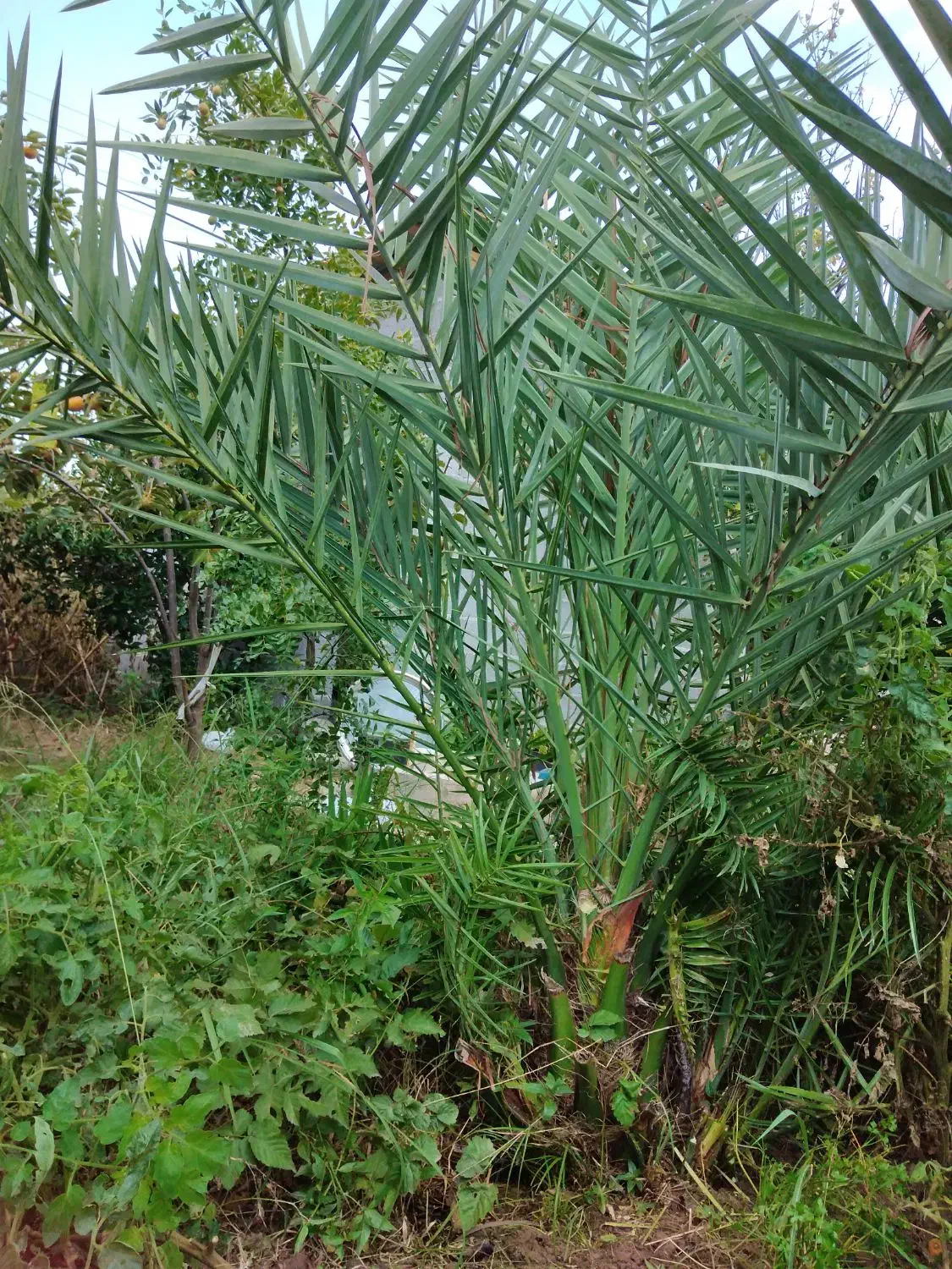 درخت خرما 6 ساله|گل و گیاه طبیعی|آستانه اشرفیه, |دیوار