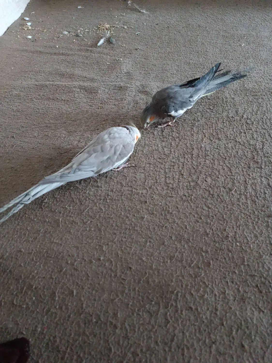 عروس هلندی|پرنده|کبودرآهنگ, |دیوار