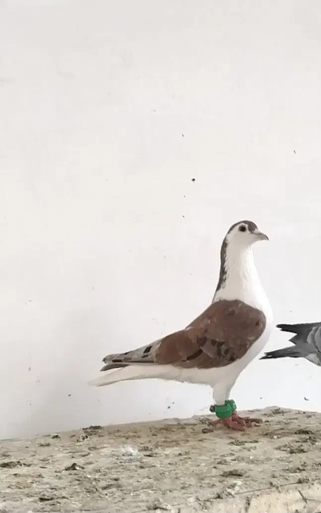 کفتر بمب|پرنده|مشهد, ویلاشهر|دیوار