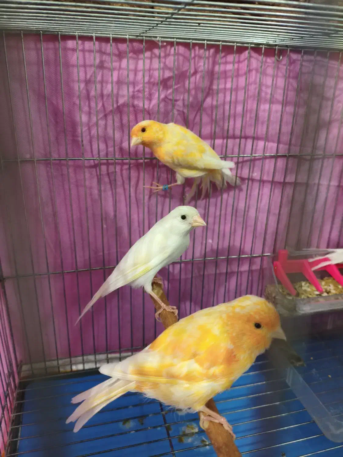 فروش قناری ۴عدد یکجا|پرنده|شیراز, تندگویان|دیوار