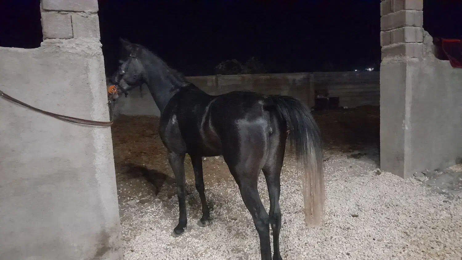 مادیان|اسب و تجهیزات اسبسواری|همدان, |دیوار