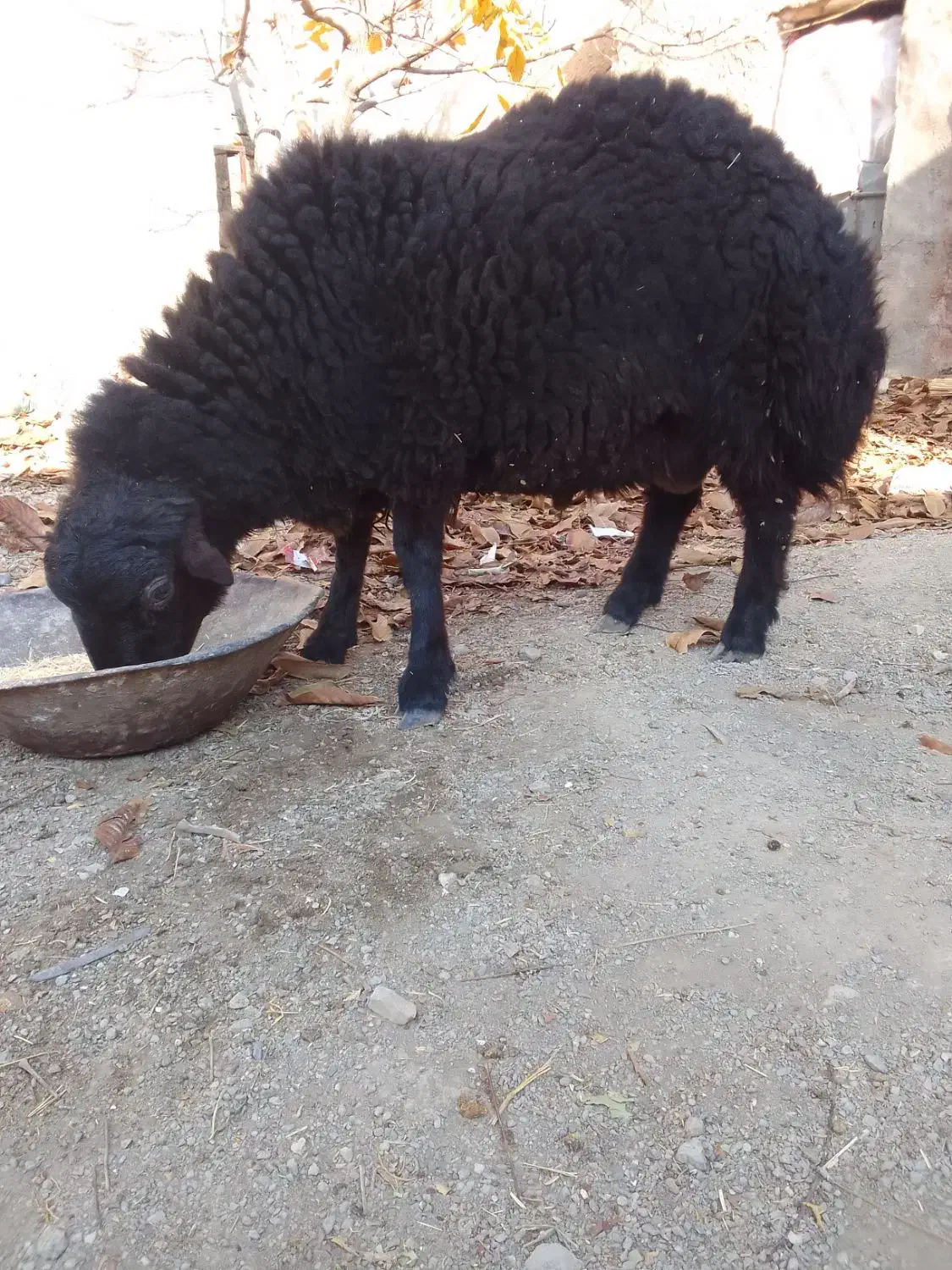 1راس بره نر|حیوانات مزرعه|کمیجان, |دیوار