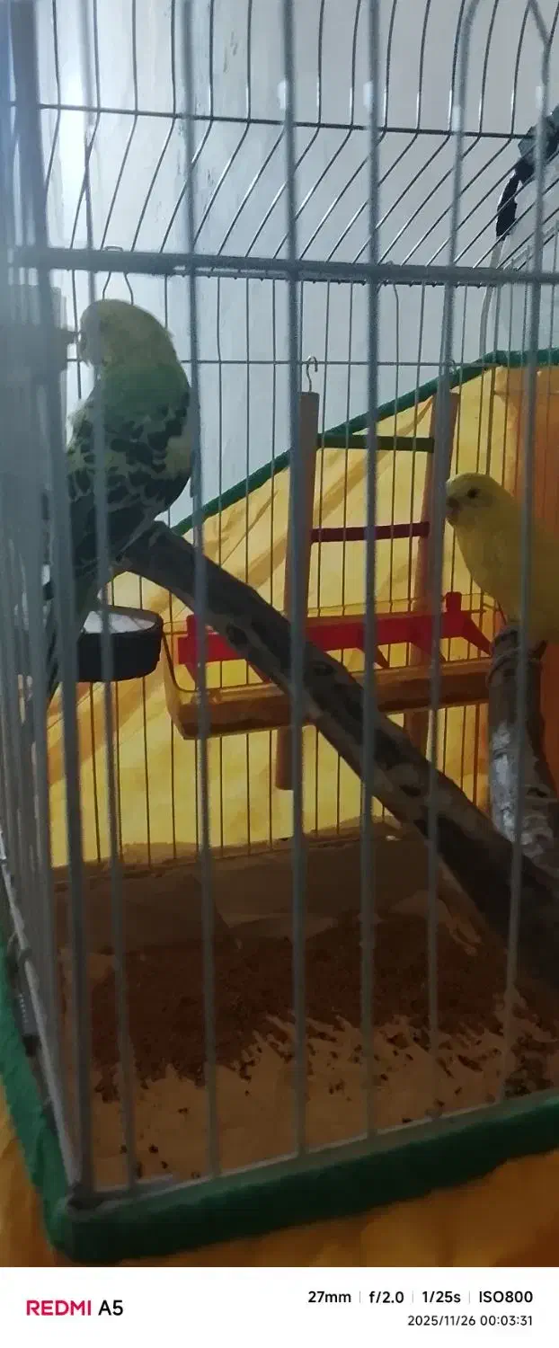 دوتا مرغ عشق جفت|پرنده|بهار, |دیوار