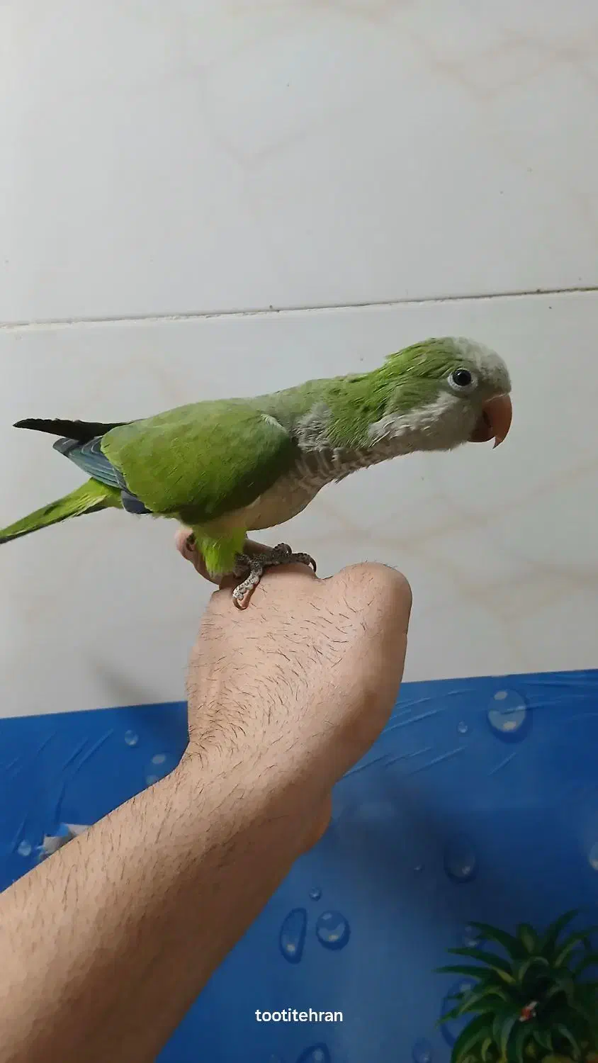 راهب سبز رام و سخنگو|پرنده|تهران, یافت آباد جنوبی|دیوار