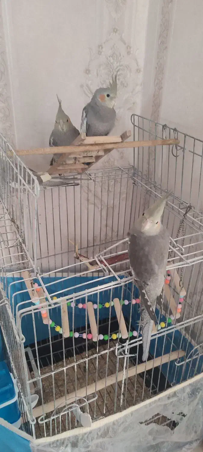 عروس سینامون ۳ماهه|پرنده|قم, زنبیل آباد|دیوار