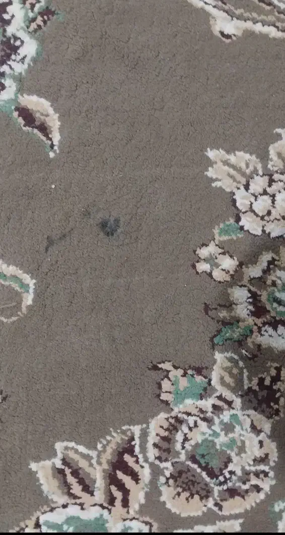 فرش ۱۲ متری|فرش|اصفهان, ارداجی|دیوار