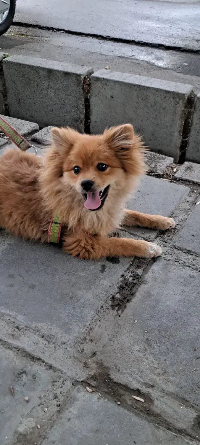 سگ پامر خرسی جنسیت نر|سگ|کرمانشاه, |دیوار