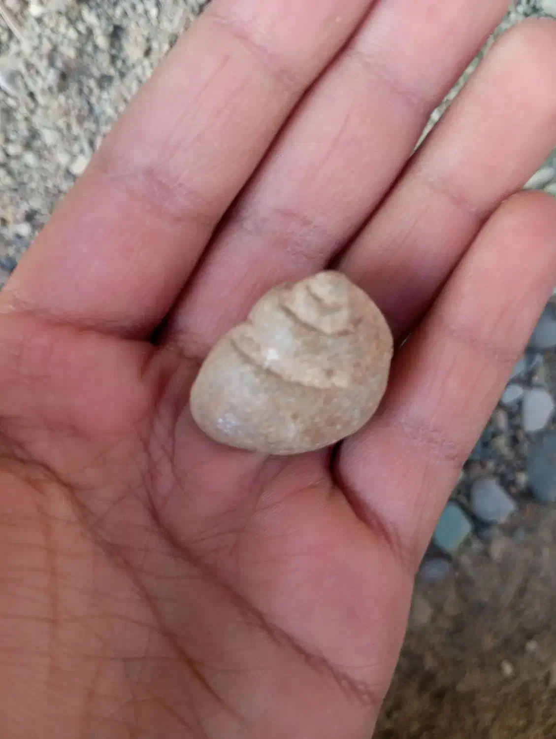 فسیل صدف|کلکسیون و سرگرمی|ویسیان, |دیوار