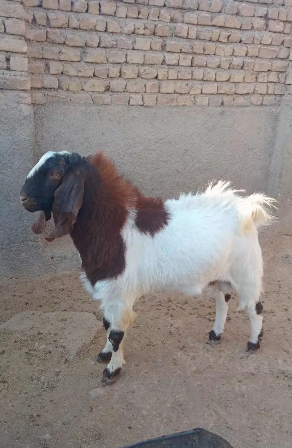 بز نز|حیوانات مزرعه|بجنورد, |دیوار