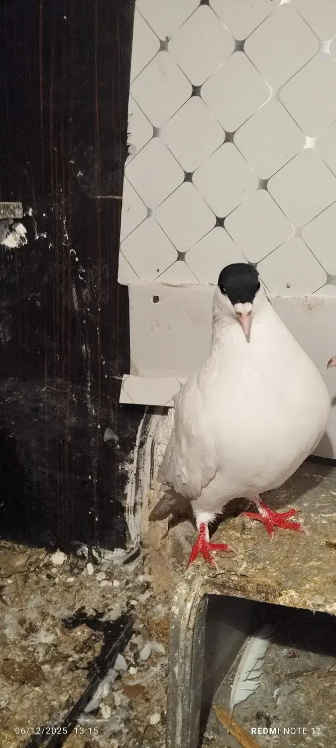 خال،ساده کاکلی،سینه جنگی|پرنده|چناران, |دیوار