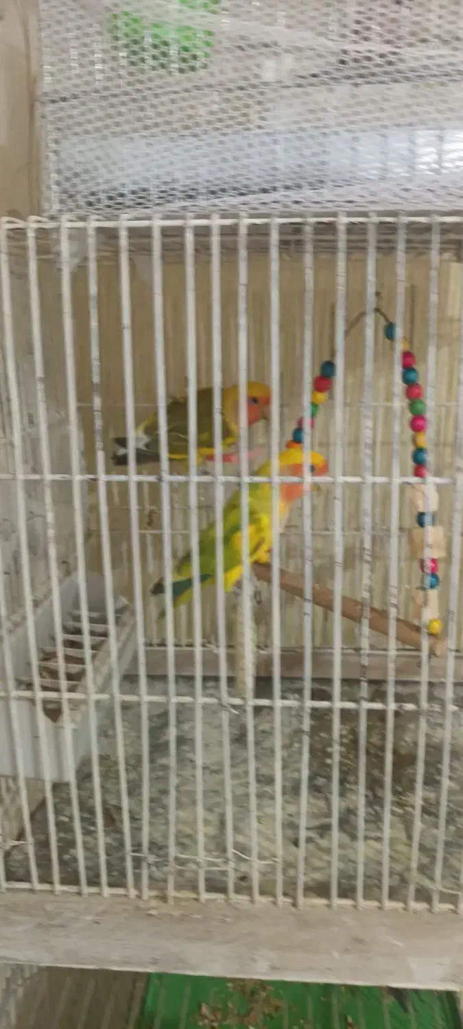 برزیلی  فنچ|پرنده|محمدیه-قزوین, |دیوار