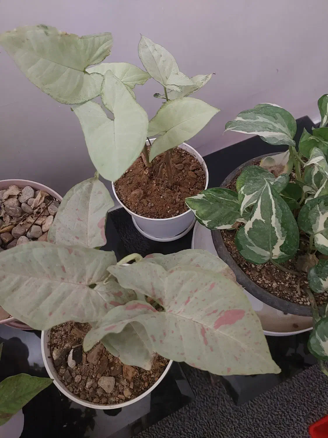 فروش گل خانگی باکیفیت وقیمت مناسب|گل و گیاه طبیعی|دهلران, |دیوار