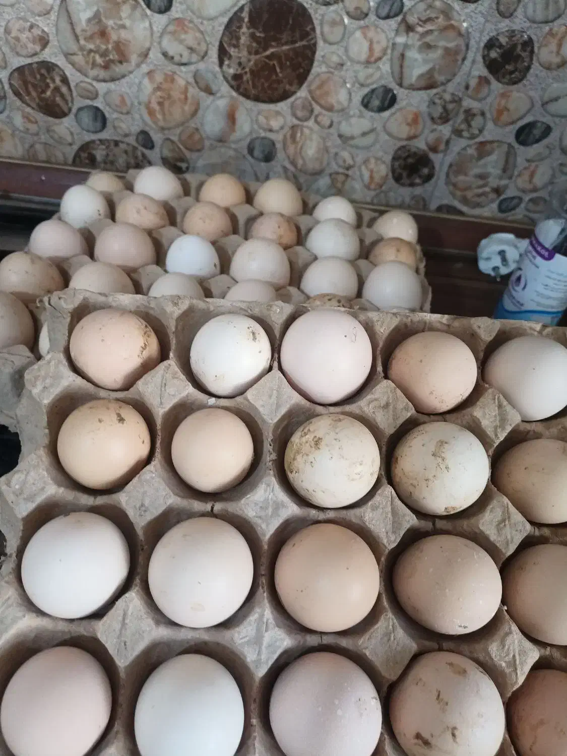 تخم نطفه دار|حیوانات مزرعه|محمدشهر, شهرک پیام (مهرالبرز)|دیوار