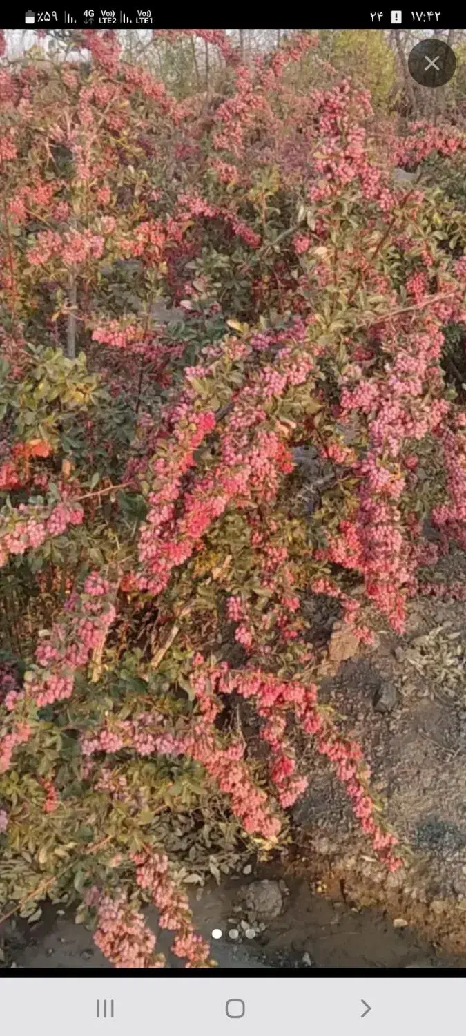 خزرشکرویدرخت|خدمات باغبانی و درختکاری|بیرجند, |دیوار