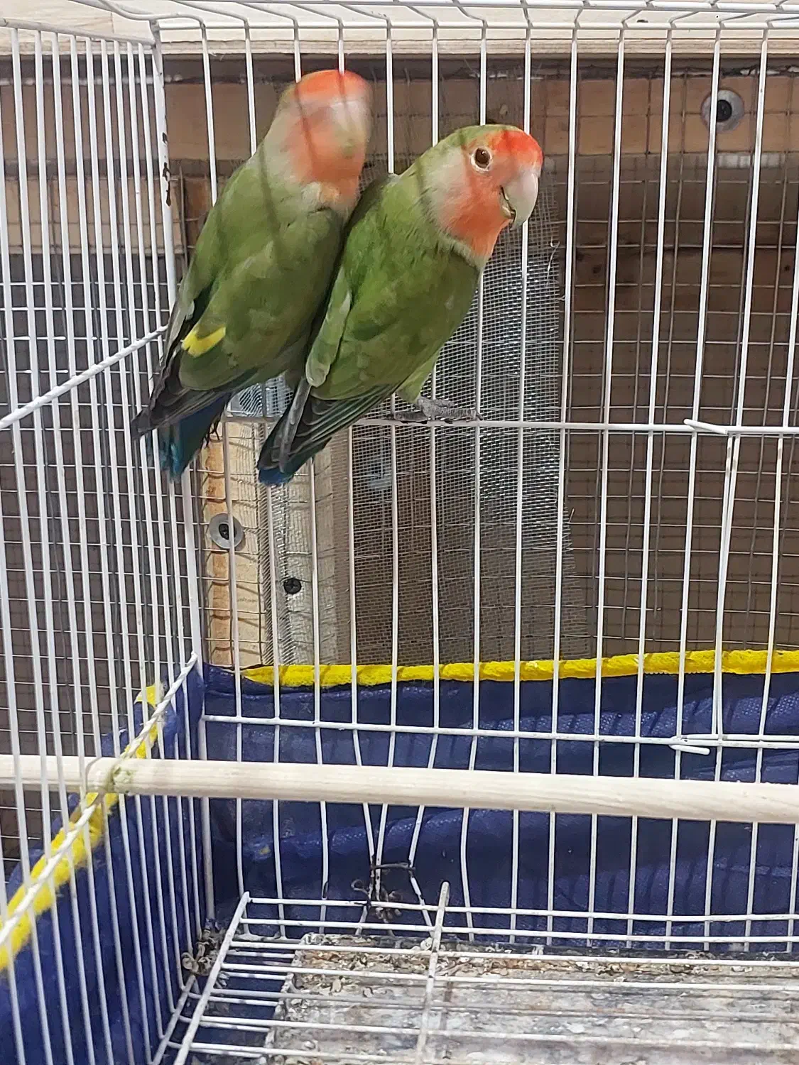 طوطی برزیلی|پرنده|بجنورد, |دیوار