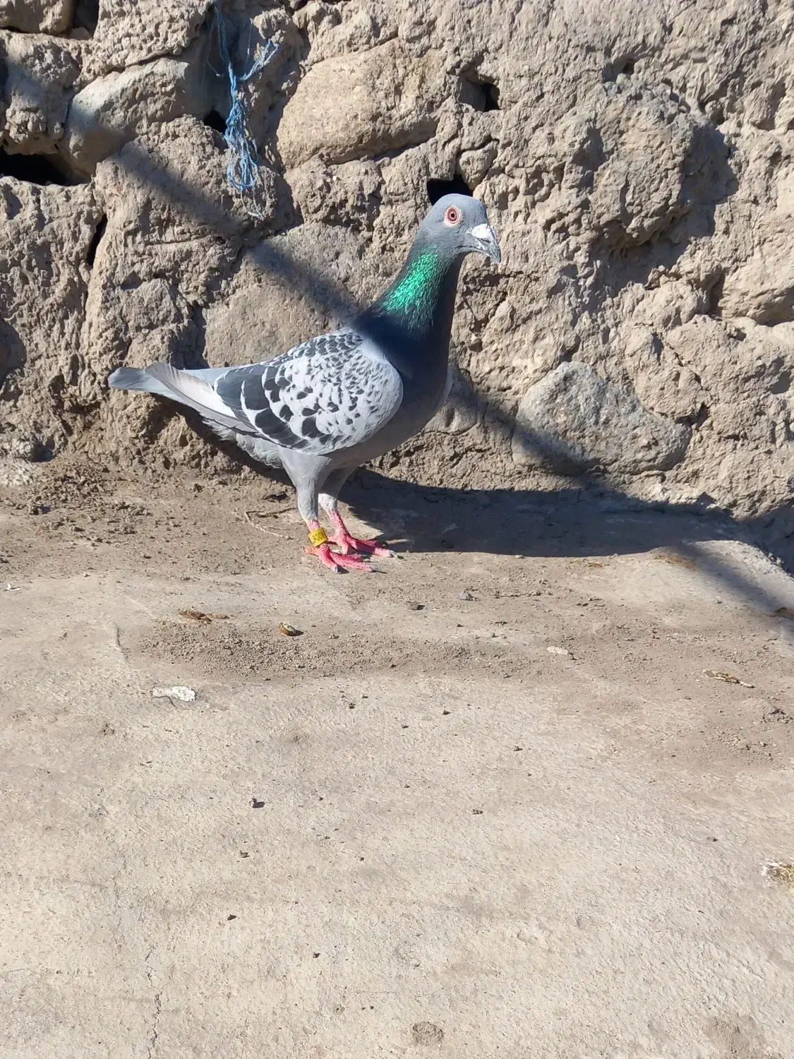 دوبر|پرنده|اردبیل, |دیوار