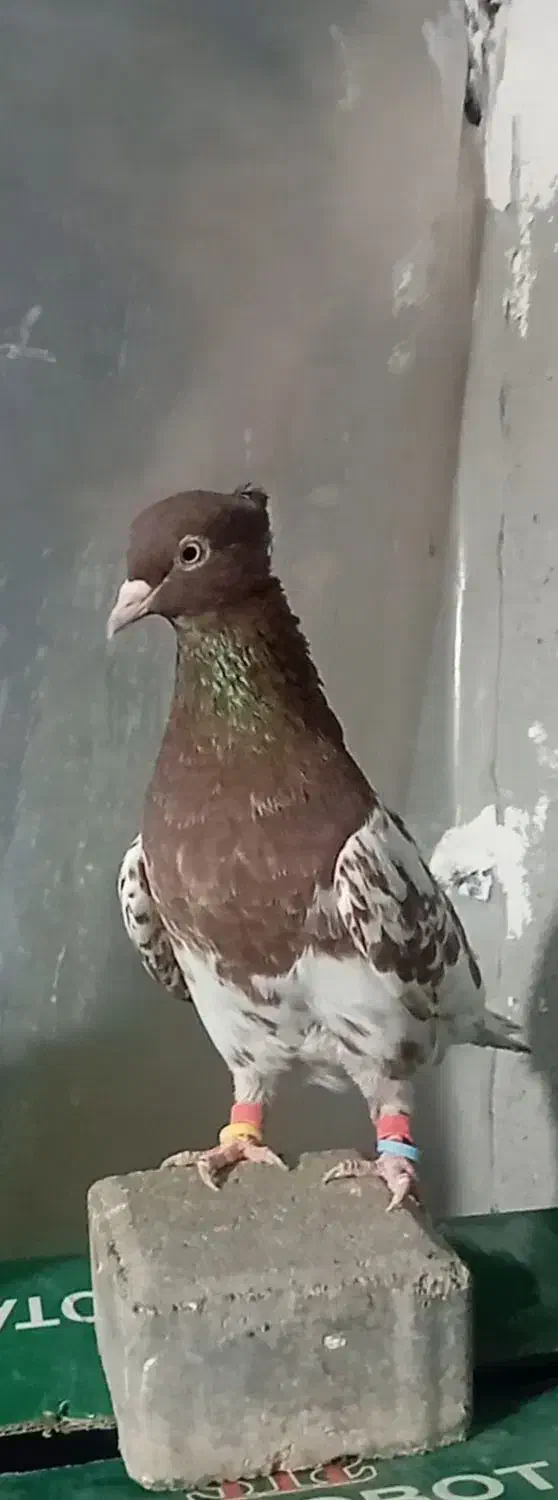 باسلام یک عدد کله سرخ ماده زات قدیم|پرنده|قلندر آباد, |دیوار