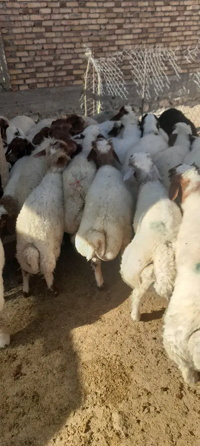 بره|حیوانات مزرعه|سیوان, |دیوار