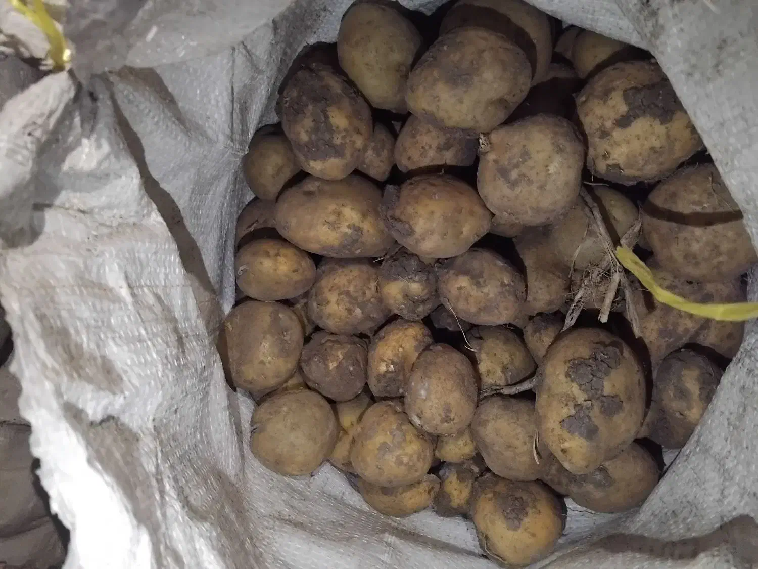 سیب دامی|خوردنی و آشامیدنی|بهار, |دیوار