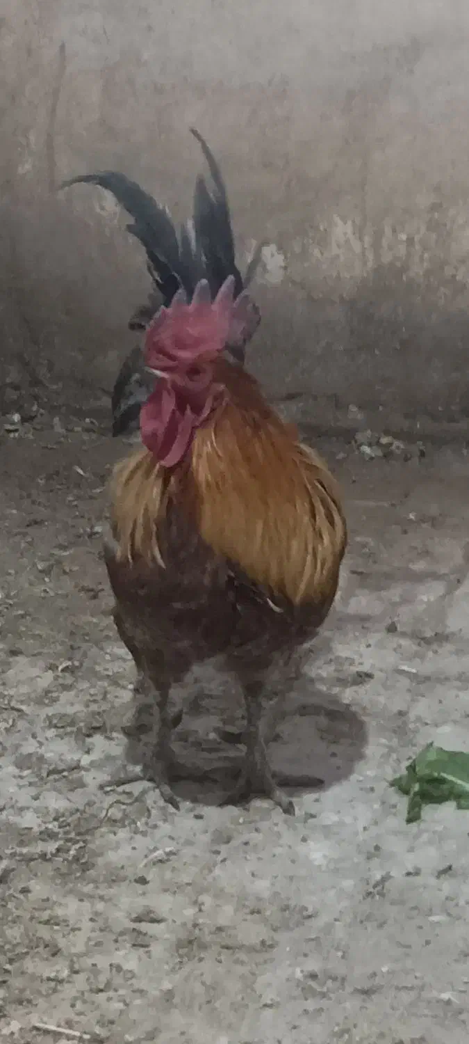 خروس محلی|حیوانات مزرعه|شاهین‌شهر, گزبرخوار|دیوار