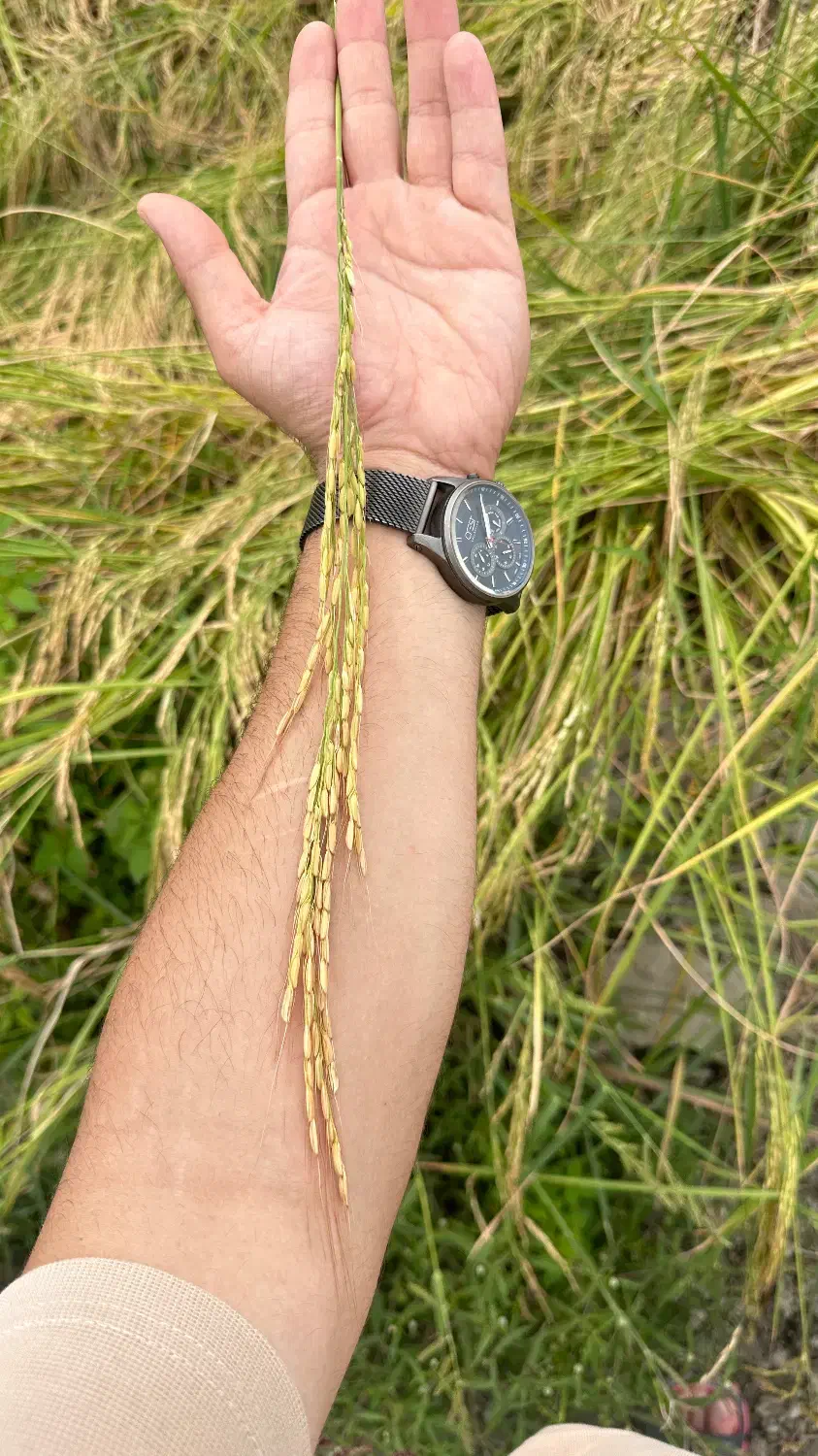 برنج طارم اصل شمال|خوردنی و آشامیدنی|تهران, سید خندان (جلفا)|دیوار