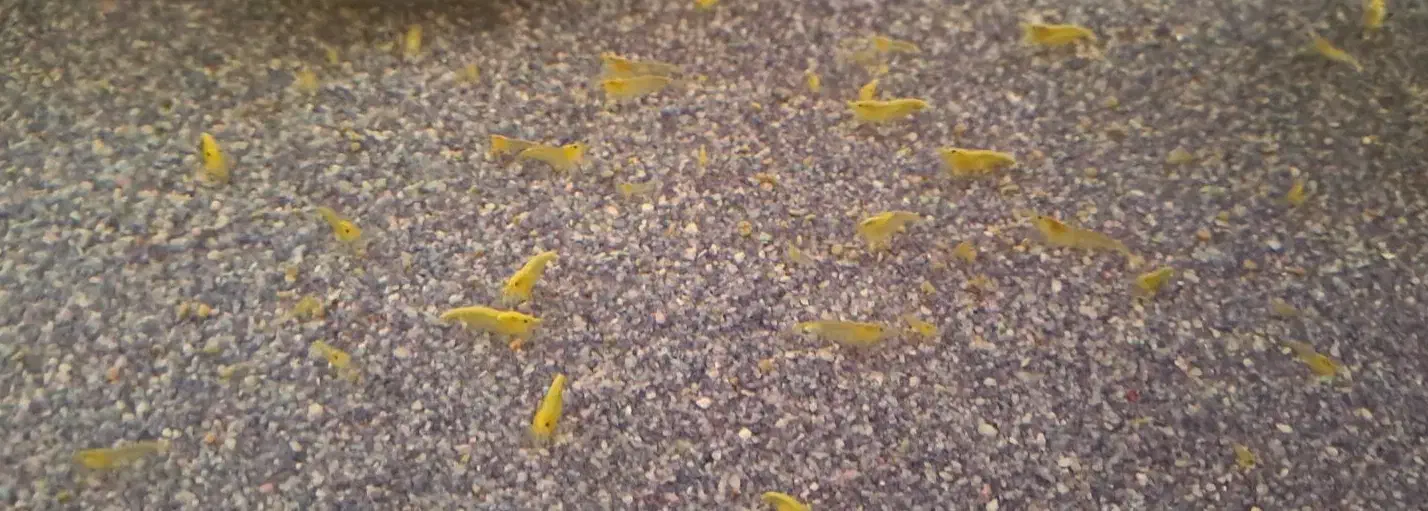 میگوی شریمپ|ماهی|نسیمشهر, |دیوار