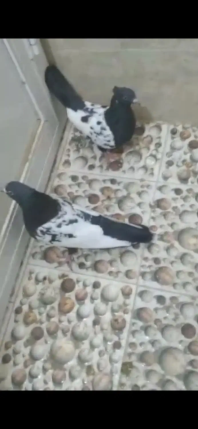 سینه سیاه|پرنده|فسا, |دیوار