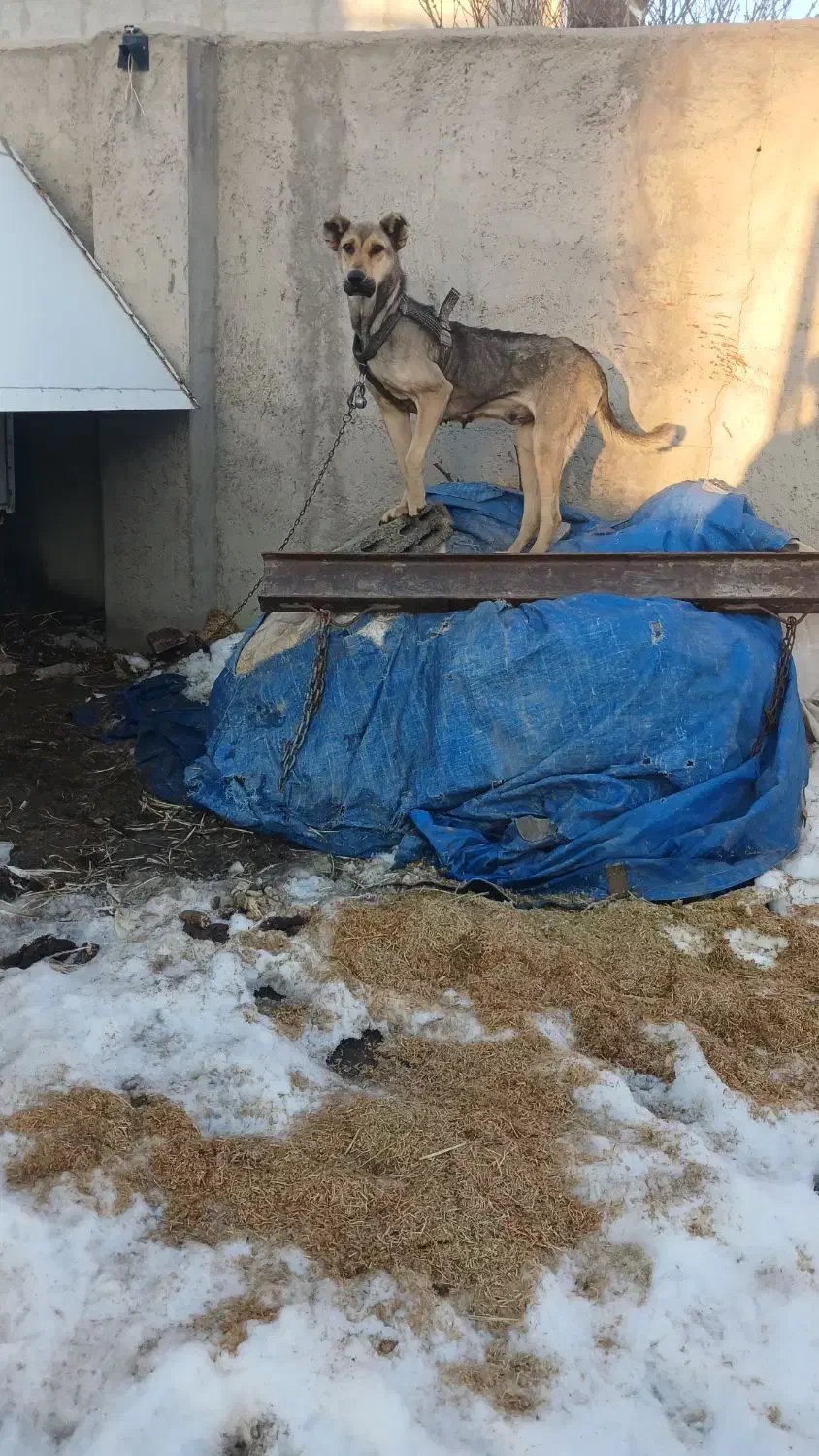 سگ سرابی ماده|سگ|اردبیل, |دیوار