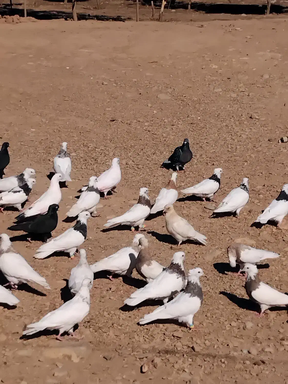 کبوتر طوقی|پرنده|دشت ذهاب, |دیوار