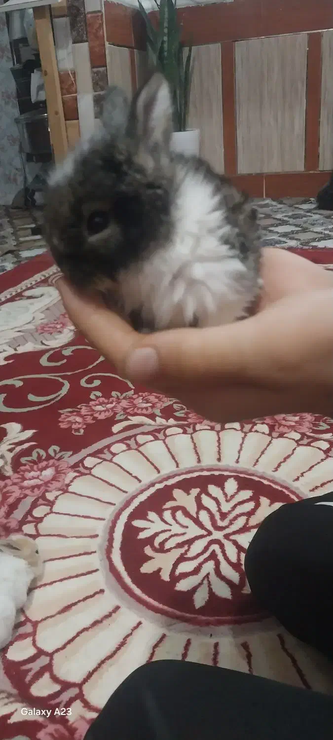 دوعددخرگوش پشمالو|موش و خرگوش|اهواز, کوی شایسته|دیوار