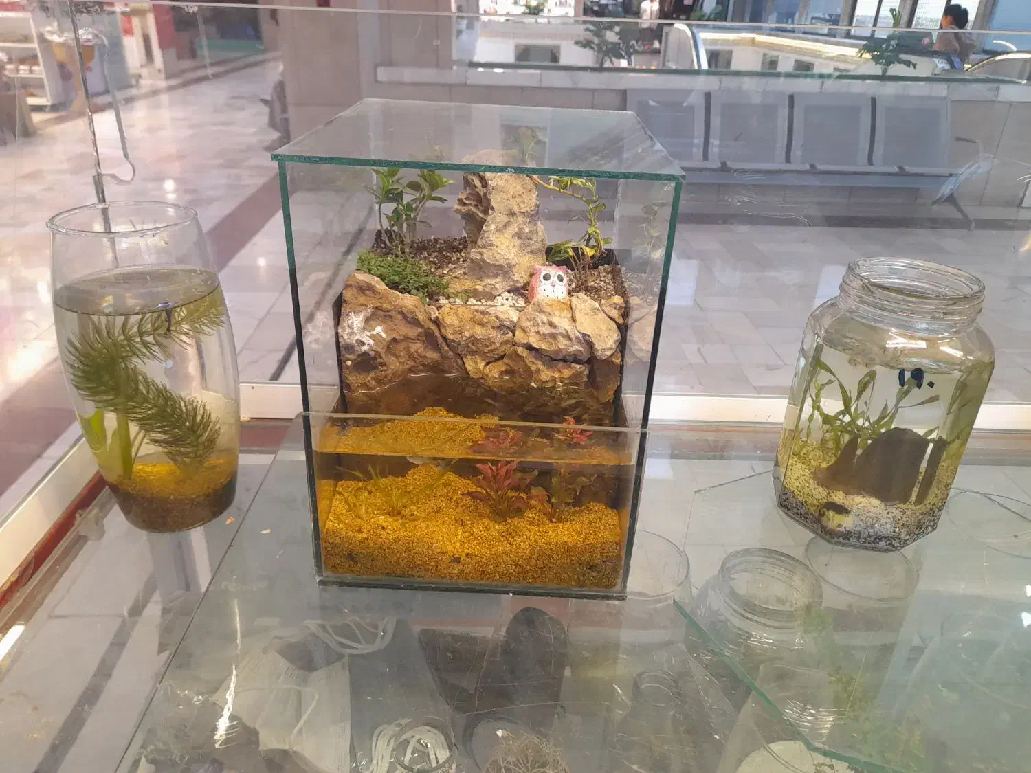 اکواریوم استوانه پلنت با لوازم|ماهی|مشهد, کوه سنگی|دیوار