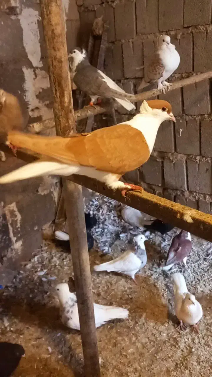 سیدی ویبال سفیدوبچ عراقی موقعیت عقیلی|پرنده|شوشتر, |دیوار